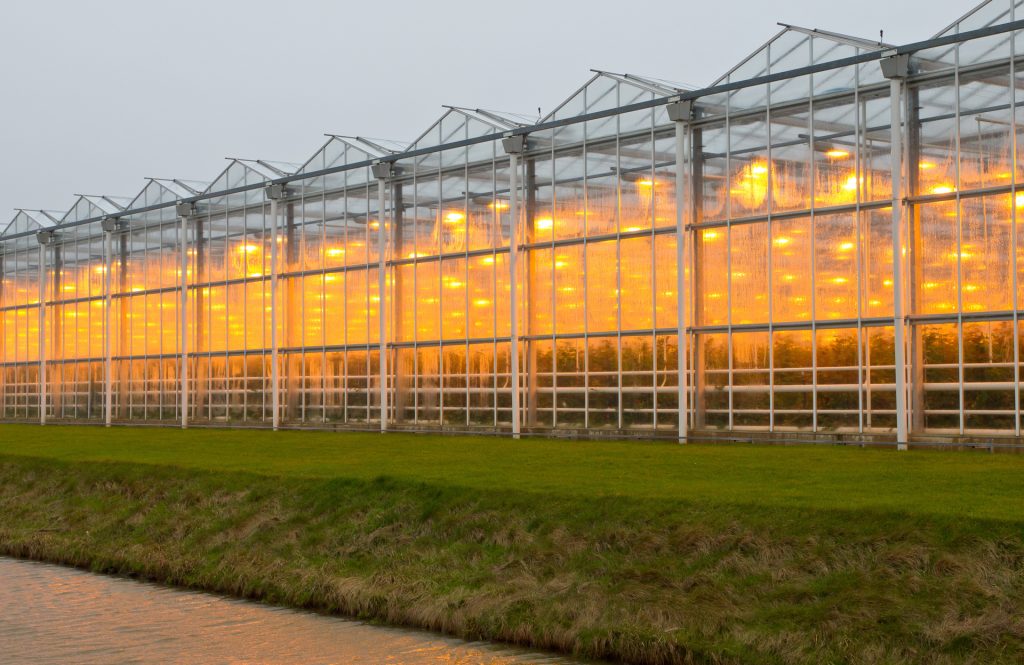 Cannabis industry gears up for potential gold rush